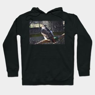 Hawk Hoodie